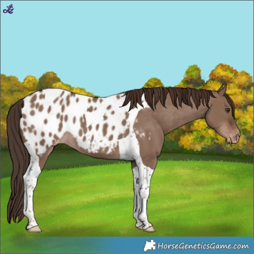 Horse Color:Liver Red Dun Tobiano Appaloosa 