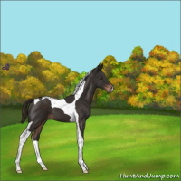 Horse Color:Liver Chestnut Tobiano 