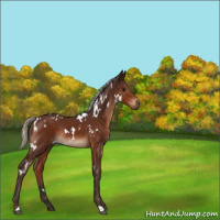 Horse Color:White Spotted Silver Brown Rabicano 