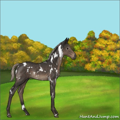 Horse Color:Gray White Spotted Silver Black Rabicano 
