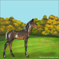 Horse Color:White Spotted Silver Smoky Black Rabicano