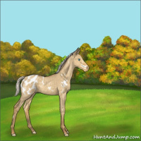 Horse Color:White Spotted Silver Classic Cream Champagne Dun Appaloosa Brindle 