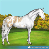Horse Color:White Spotted Silver Classic Cream Champagne Dun Appaloosa Brindle 