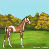 Horse Color:Gray White Spotted Silver Sable Cream Champagne Splash 