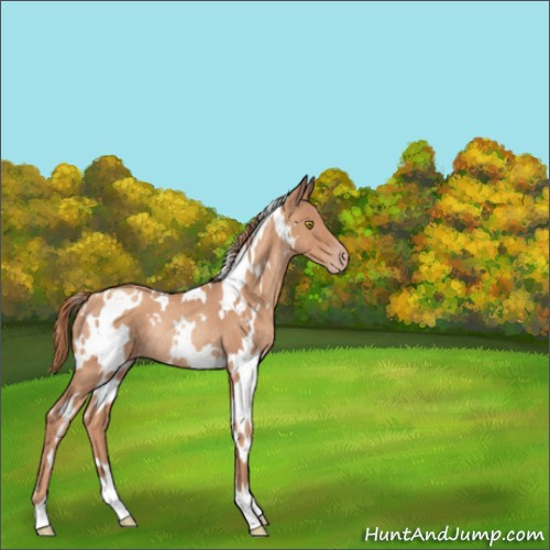 Horse Color:White Spotted Gold Champagne Rabicano 