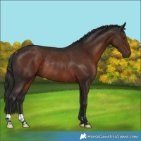 Horse Color:Liver Chestnut Rabicano 