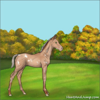 Horse Color:White Spotted Silver Sable Champagne