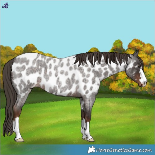 Horse Color:Liver Red Roan Appaloosa 