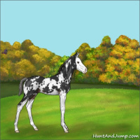 Horse Color:White Spotted Liver Chestnut Splash 