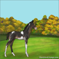 Horse Color:Liver Chestnut Tobiano Frame 