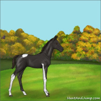 Horse Color:Liver Chestnut Tobiano 