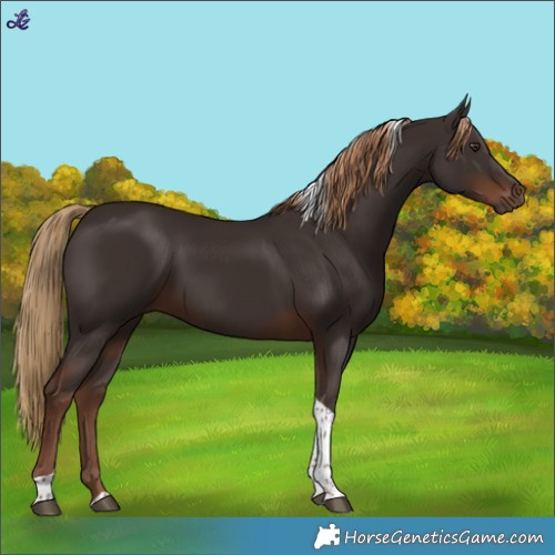 Horse Color:Liver Chestnut Tobiano 