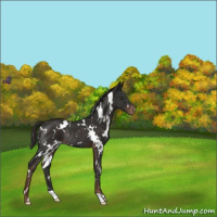 Horse Color:White Spotted Liver Chestnut Appaloosa Rabicano 