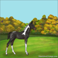 Horse Color:Liver Chestnut Tobiano Rabicano