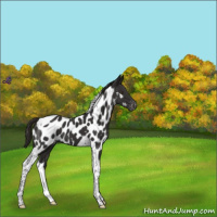Horse Color:Liver Chestnut Tobiano Appaloosa 