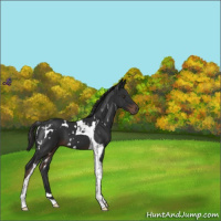 Horse Color:White Spotted Liver Chestnut Tobiano 