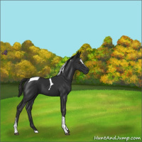 Horse Color:Liver Chestnut Sabino Tobiano 