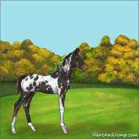 Horse Color:White Spotted Liver Chestnut Tobiano Appaloosa