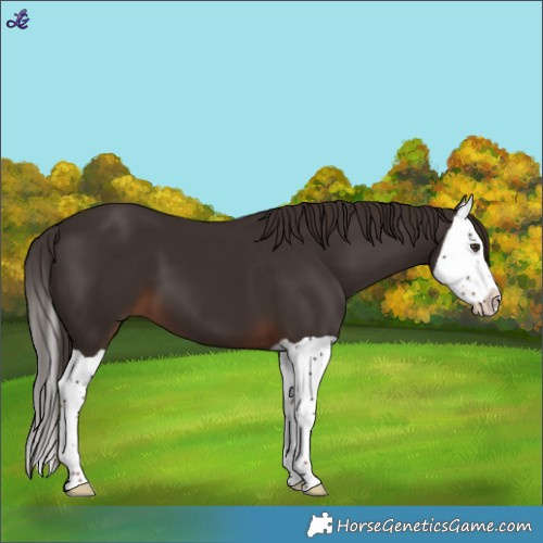 Horse Color:Liver Chestnut Splash 