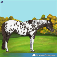 Horse Color:Liver Chestnut Tobiano Appaloosa