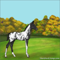 Horse Color:Liver Chestnut Tobiano Appaloosa 