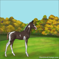 Horse Color:Liver Chestnut Sabino Tobiano