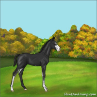Horse Color:Liver Chestnut Sabino