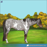 Horse Color:White Spotted Liver Red Roan Rabicano
