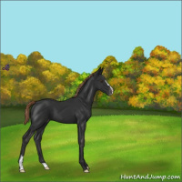 Horse Color:Liver Chestnut Sabino Appaloosa 