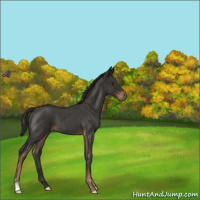 Horse Color:Liver Red Roan 