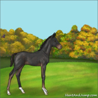 Horse Color:Liver Red Roan 