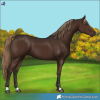 Horse Color:Liver Chestnut 