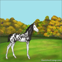 Horse Color:Liver Chestnut Splash Appaloosa 