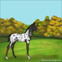 Horse Color:Liver Chestnut Tobiano Appaloosa