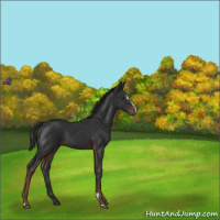 Horse Color:Liver Chestnut Sabino 