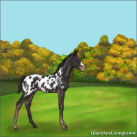 Horse Color:Liver Chestnut Appaloosa 