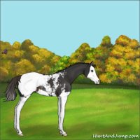 Horse Color:Liver Chestnut Splash Snowcap 