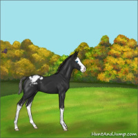 Horse Color:Liver Chestnut Sabino Splash Varnish 
