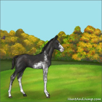 Horse Color:Liver Chestnut Sabino 