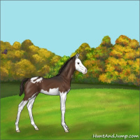 Horse Color:Liver Chestnut Sabino Splash Blanket 