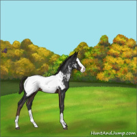Horse Color:Liver Chestnut Splash Near Fewspot 