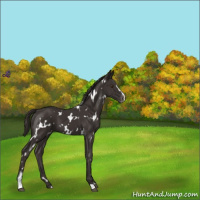 Horse Color:White Spotted Liver Chestnut Sabino Varnish 
