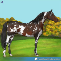 Horse Color:White Spotted Liver Chestnut 