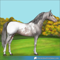 Horse Color:White Spotted Liver Chestnut Sabino Appaloosa 