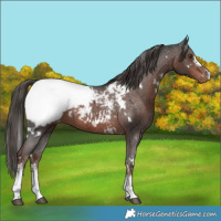 Horse Color:White Spotted Liver Chestnut Sabino Appaloosa