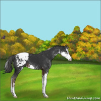 Horse Color:Liver Chestnut Sabino Appaloosa 
