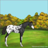 Horse Color:Liver Chestnut Sabino Appaloosa 
