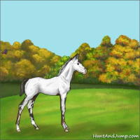 Horse Color:White Spotted Liver Chestnut Appaloosa 