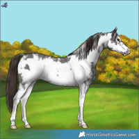 Horse Color:Liver Chestnut Sabino Frame 
