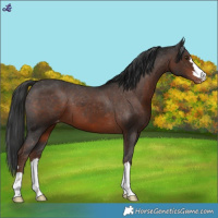 Horse Color:Liver Chestnut Appaloosa 
